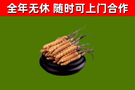 石狮市烟酒回收冬虫夏草.jpg